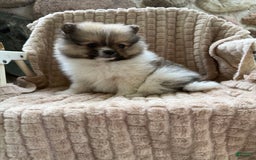 Pomeranian dogs for sale: Cory - Image 1