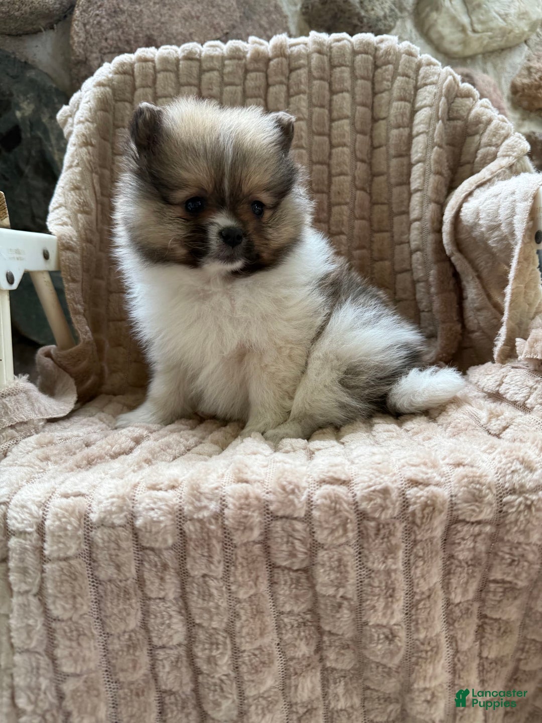 Pomeranian dogs for sale: Cory - Image 1