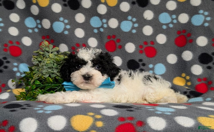 Cavapoo dogs for sale - Ad 4