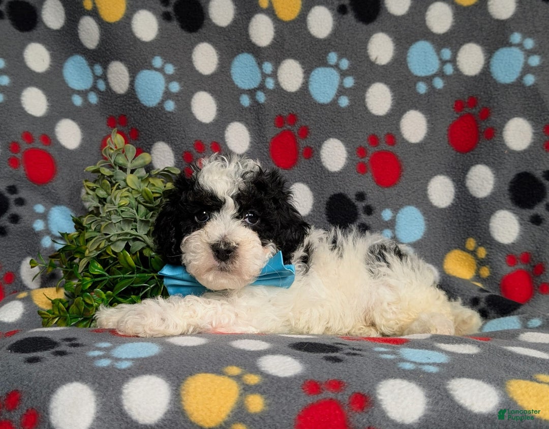 Cavapoo dogs for sale: Edmond Hypoallergenic - Image 1