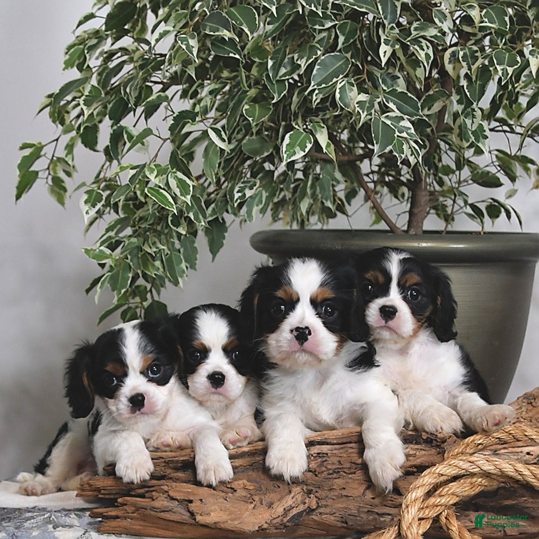 Cavalier King Charles Spaniel dogs for sale: Jan - Image 5