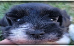 Miniature Schnauzer dogs for sale: Ash - Image 5