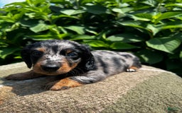 Dachshund dogs for sale: Ajax - Image 2