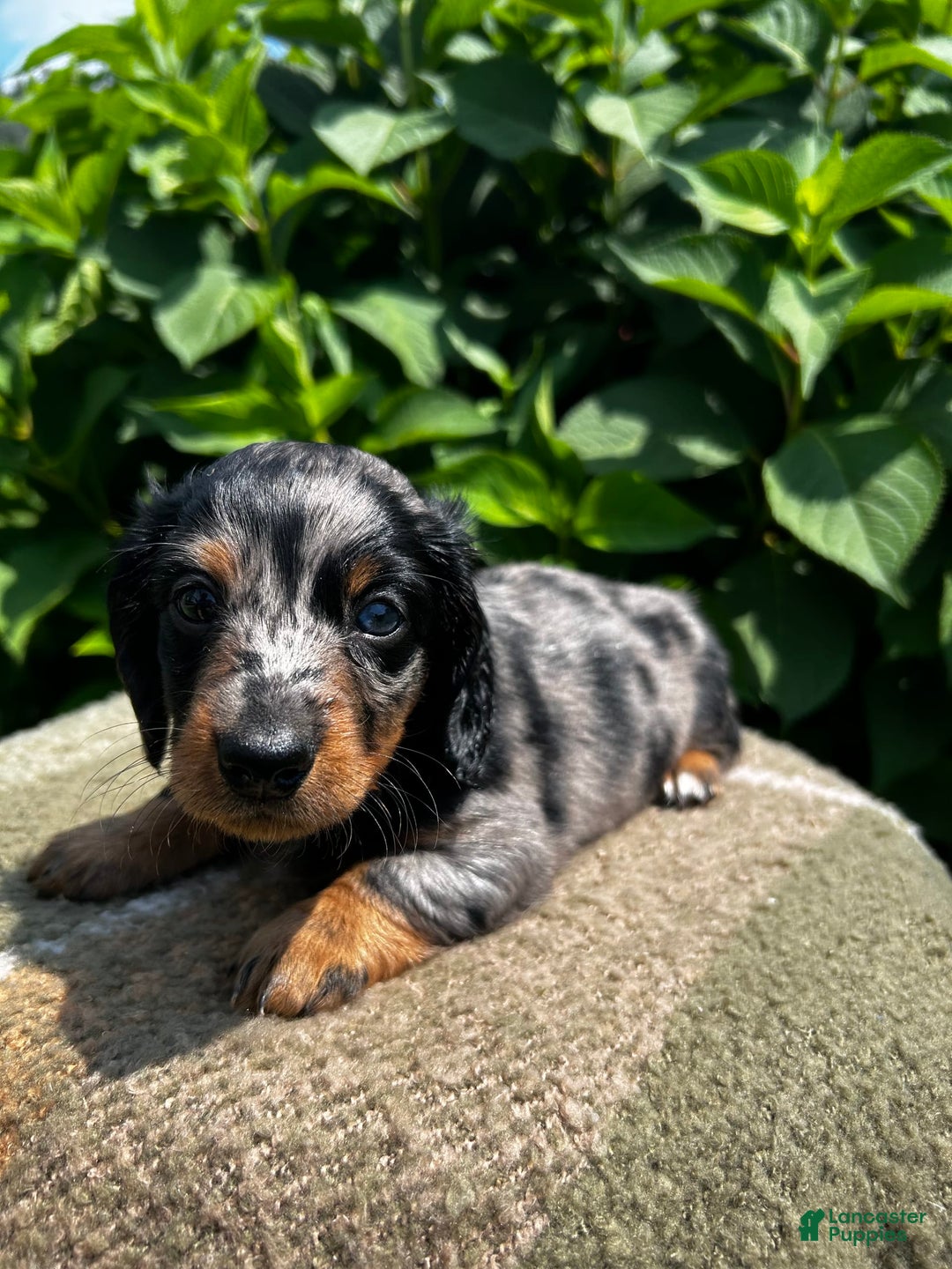Dachshund dogs for sale: Ajax - Image 2