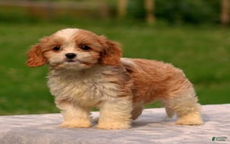 Cavachon dogs for sale: Andre - Image 2