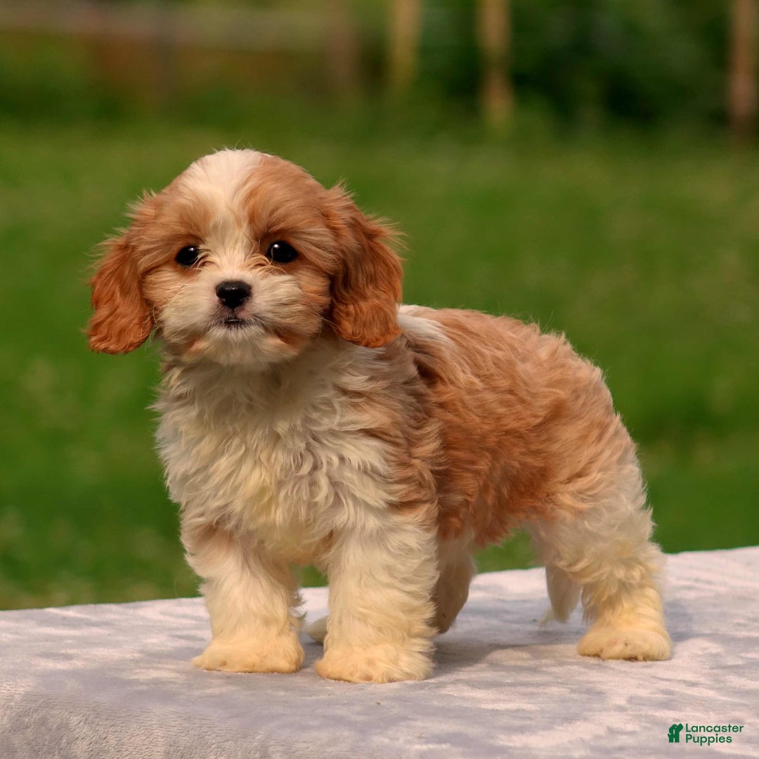 Cavachon dogs for sale: Andre - Image 2