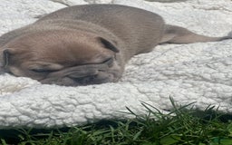 French Bulldog dogs for sale: Simba - Image 4