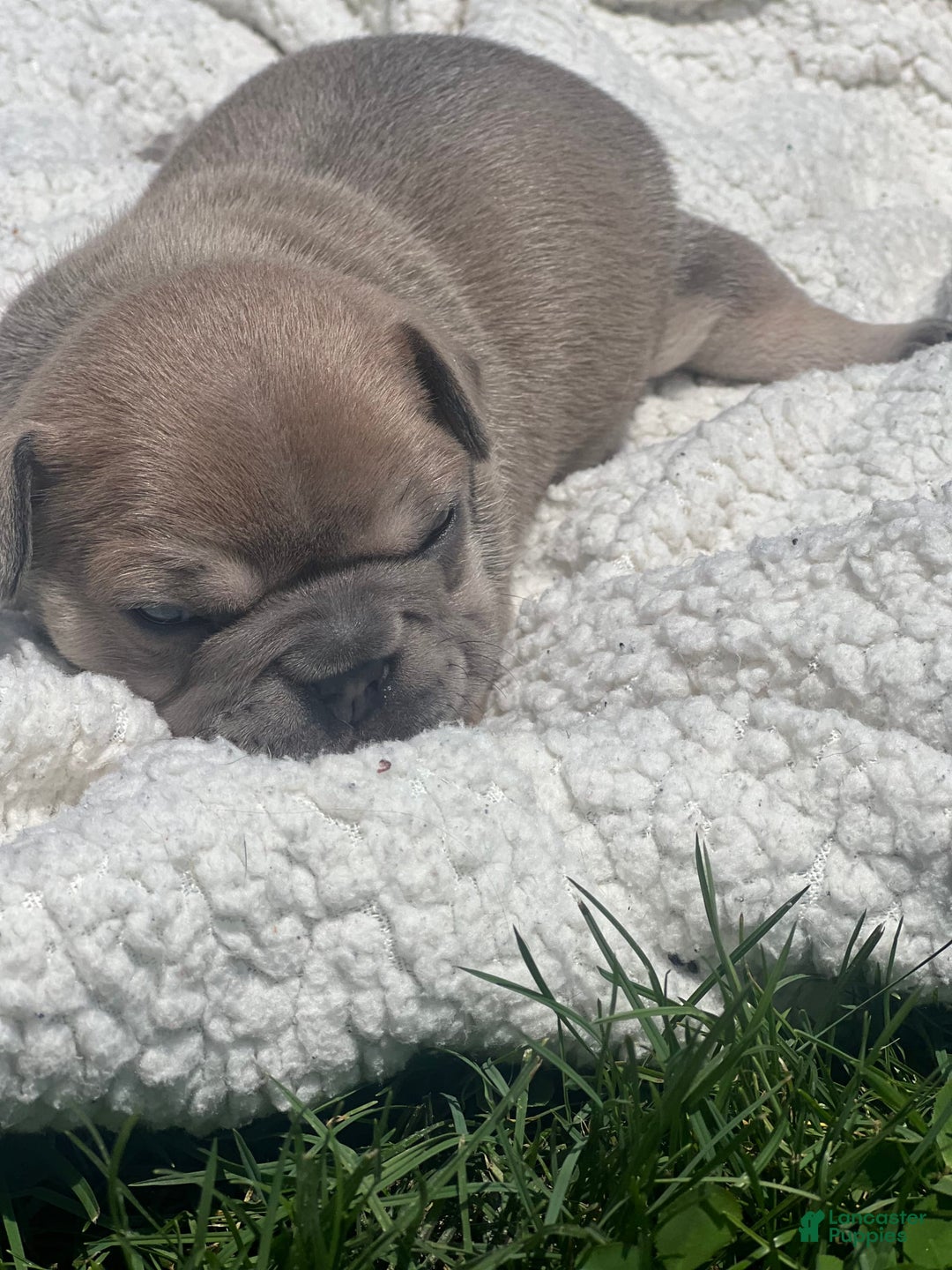 French Bulldog dogs for sale: Simba - Image 4