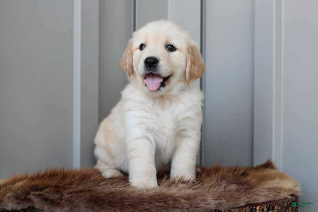 Golden Retriever dogs for sale: Iris - Image 1