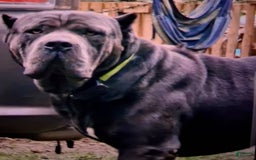 Cane Corso dogs for sale: Black - Image 4
