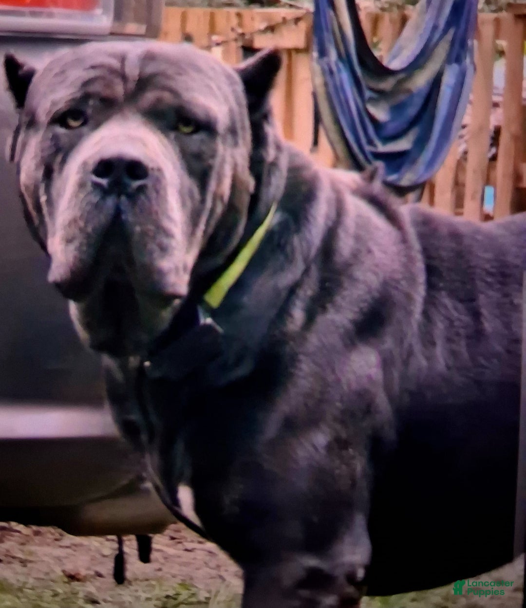 Cane Corso dogs for sale: Black - Image 4