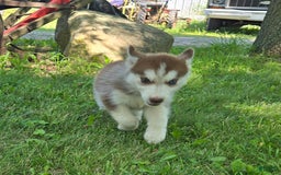 Siberian Husky dogs for sale: Berry - Image 5