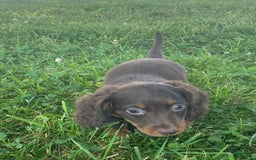 Dachshund dogs for sale: Denver - Image 5