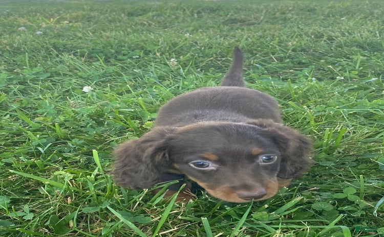 Dachshund dogs for sale - Ad 5