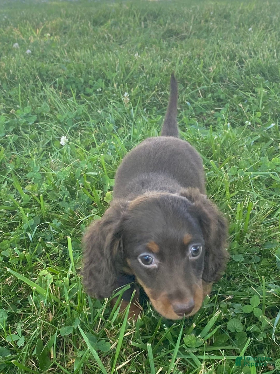 Dachshund dogs for sale: Denver - Image 5