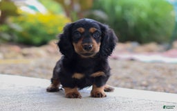Miniature Dachshund dogs for sale: Mudge - Image 4