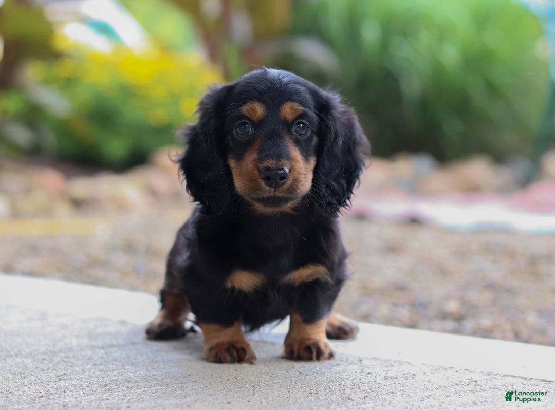 Miniature Dachshund dogs for sale: Mudge - Image 4