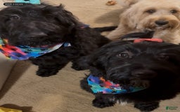 Goldendoodle dogs for sale: Pumpkin/menance - Image 2