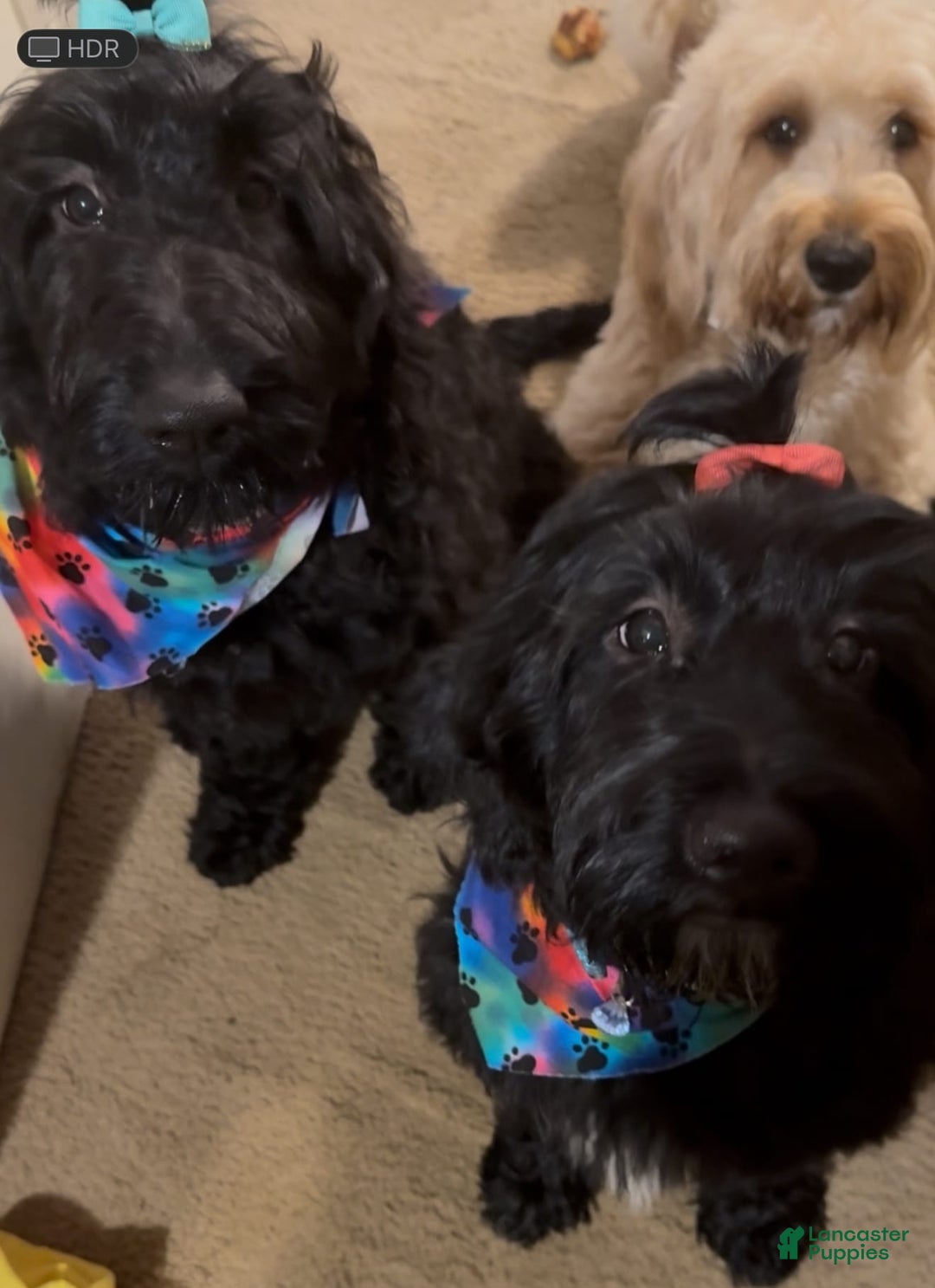 Goldendoodle dogs for sale: Pumpkin/menance - Image 2