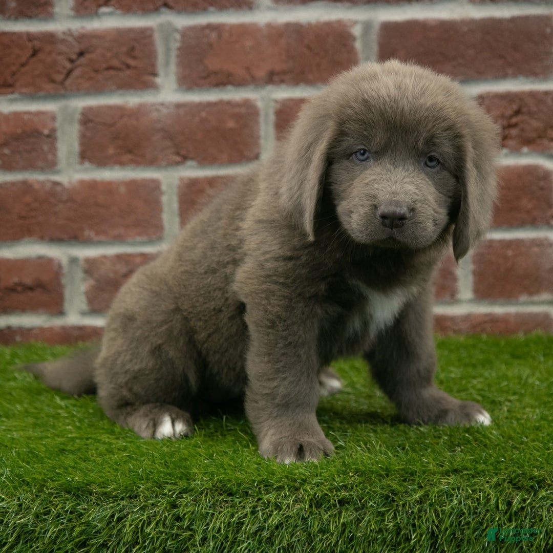 Newfoundland dogs for sale: Ginger - Image 5