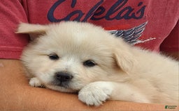 American Eskimo dogs for sale: Laura - Image 4