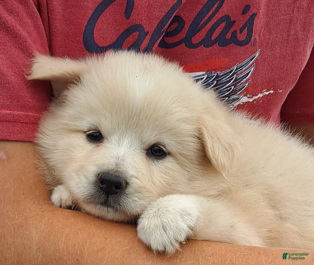American Eskimo dogs for sale: Laura - Image 4