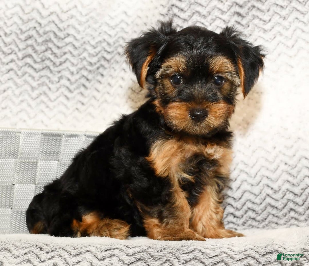 Yorkshire Terrier dogs for sale: Connor - Image 1