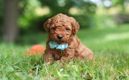 Goldendoodle dogs for sale: Herbie - Image 3