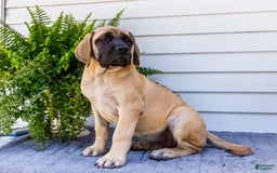 English Mastiff dogs for sale: Hadley - Image 2