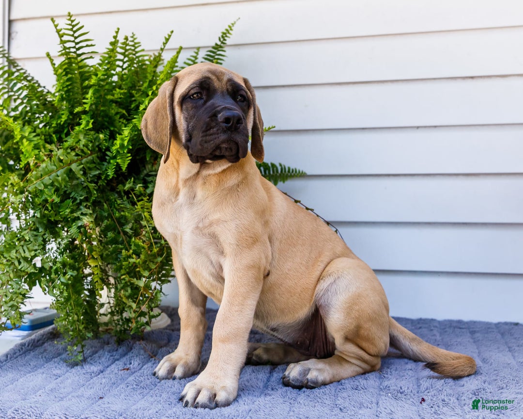 English Mastiff dogs for sale: Hadley - Image 2