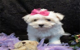 Maltese dogs for sale: Candice - Image 4