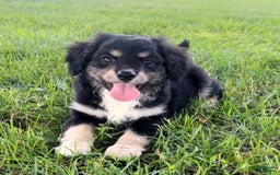 Mini Aussiedoodle dogs for sale: Baxter - Image 2