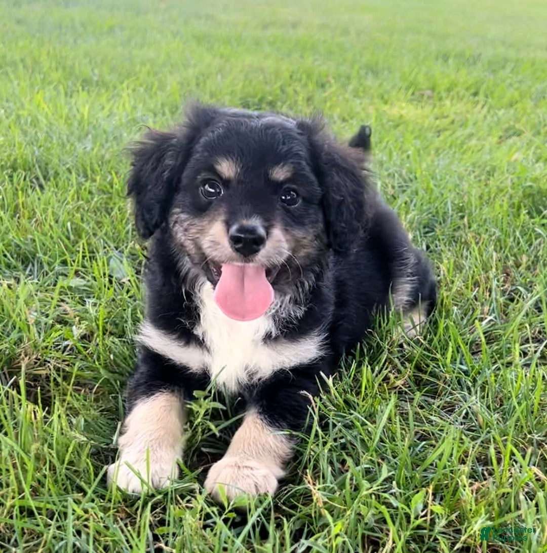 Mini Aussiedoodle dogs for sale: Baxter - Image 2
