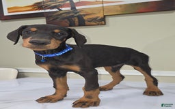 Doberman Pinscher dogs for sale: Samson - Image 3