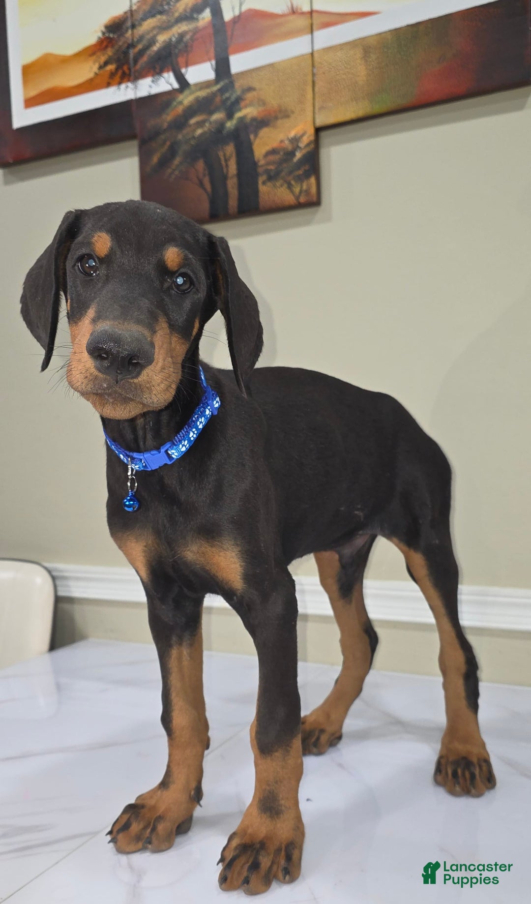 Doberman Pinscher dogs for sale: Samson - Image 3