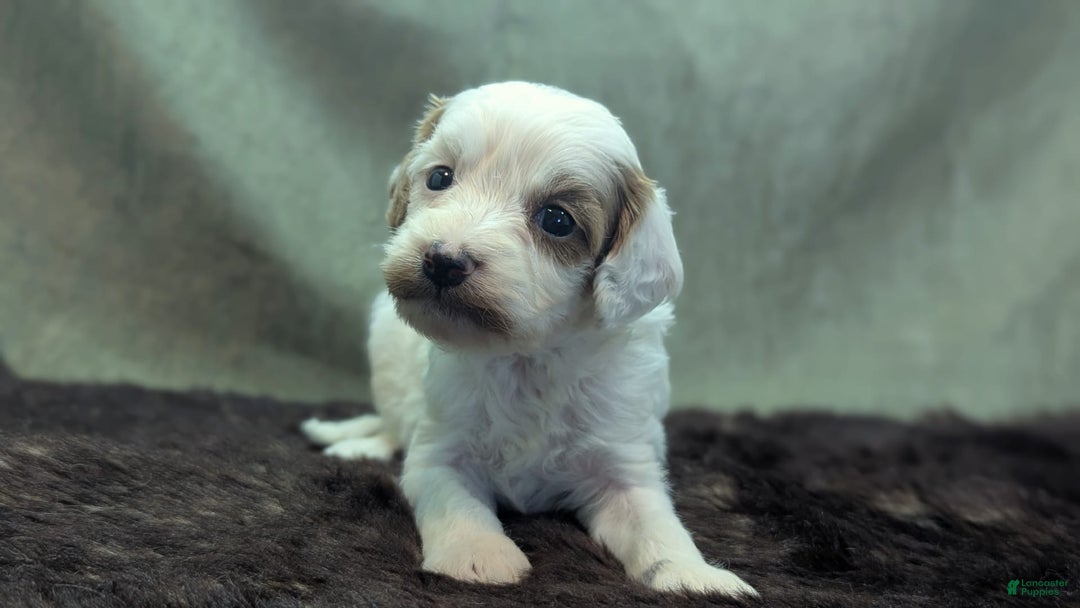 Cavapoo dogs for sale: Forky - Image 17