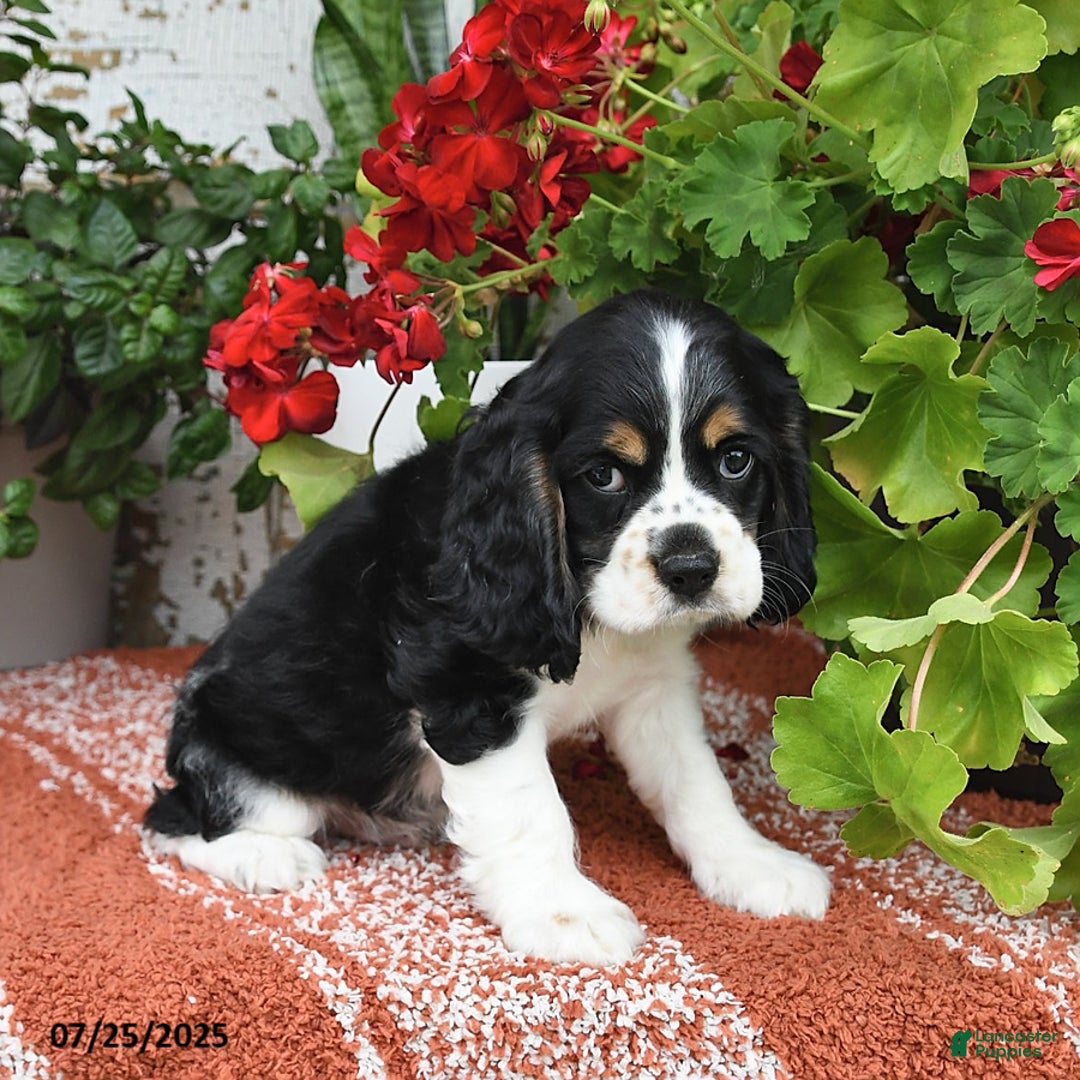 Cocker Spaniel dogs for sale: Rudy - Image 3