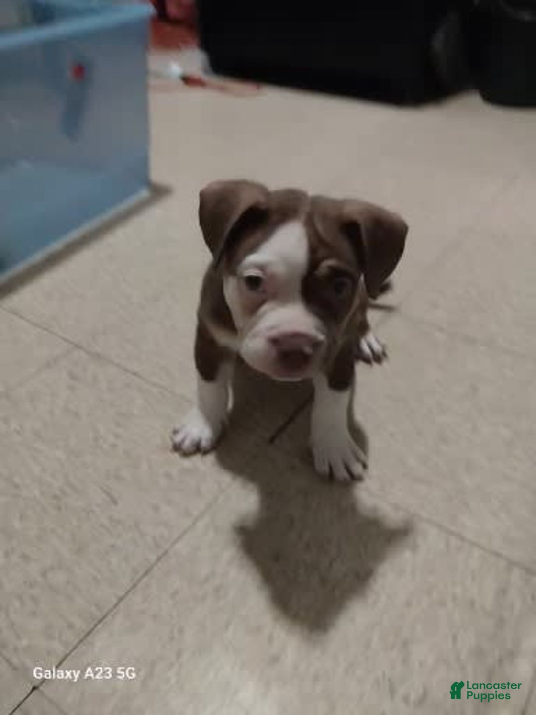 American Bully dogs for sale: Rollie - Image 2