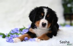 Bernese Mountain Dog dogs for sale: Sasha - Image 1