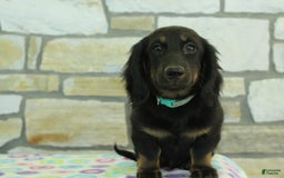 Miniature Dachshund dogs for sale: Mystery - Image 3