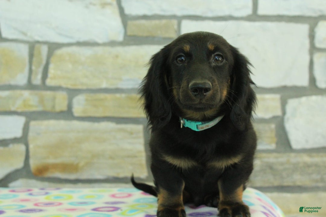 Miniature Dachshund dogs for sale: Mystery - Image 3
