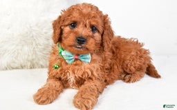 Cavapoo dogs for sale: Gabrielle - Image 3