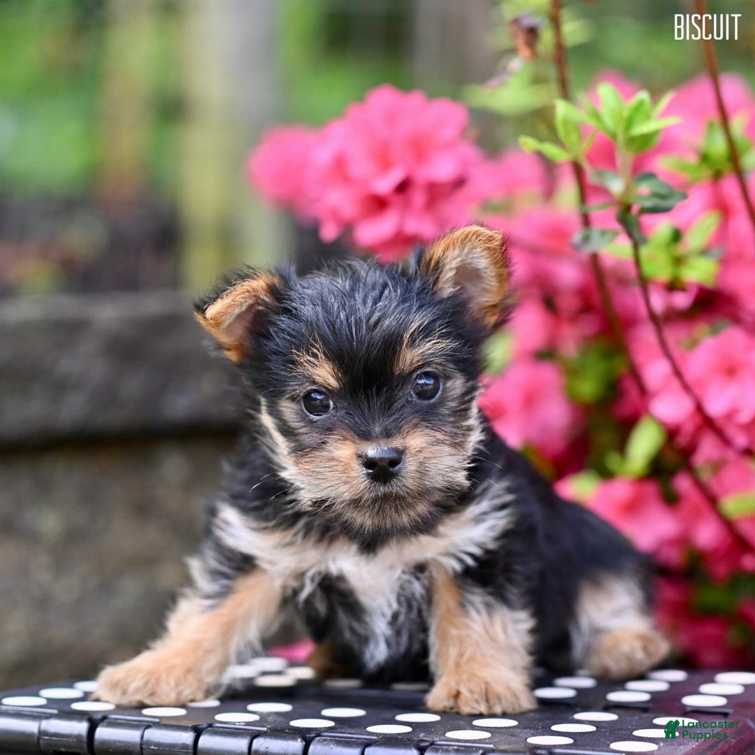 Morkie dogs for sale: Biscuit - Image 3