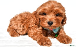 Cockapoo dogs for sale: Skye - Image 5