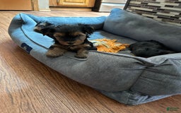 Yorkshire Terrier dogs for sale: Carmans Babygirl One - Image 1