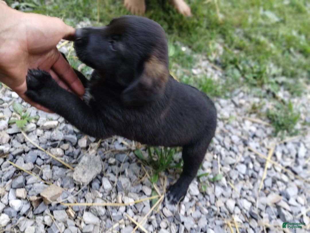 Norwegian Elkhound dogs for sale: Bridger - Image 3