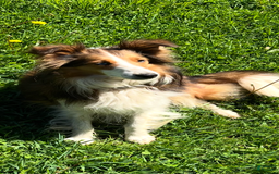 Shetland Sheepdog dogs for sale: Pam - Image 9