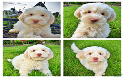 Havapoo dogs for sale: Valentino - Image 2