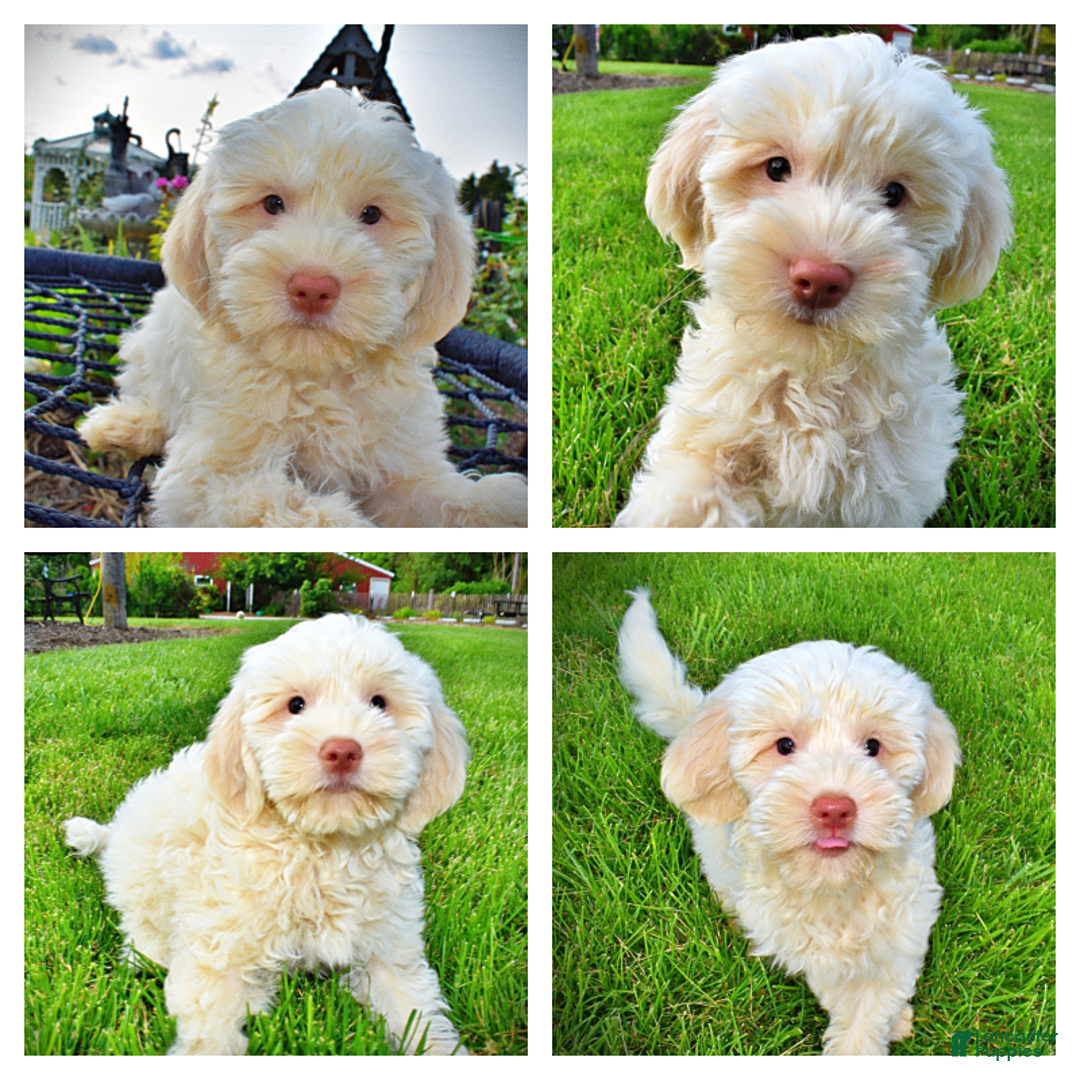 Havapoo dogs for sale: Valentino - Image 2