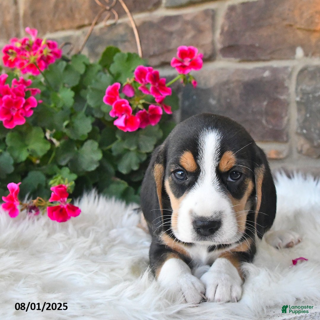 Beagle dogs for sale: Beagle 7 puppies - Image 15